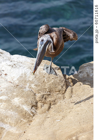 Brown pelican 60711616