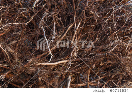 tree roots background 60711634