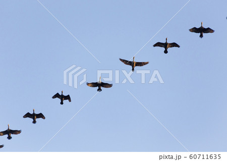 double crested cormorant 60711635