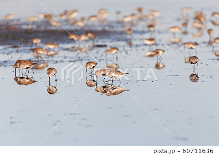 dunlin bird 60711636