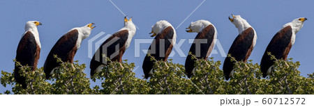 African Fish Eagle - Chobe National Park - Botswana 60712572