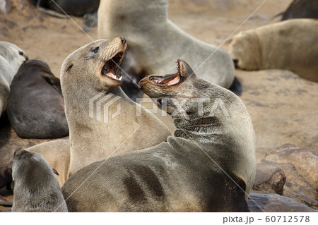 Cape Fur Seals at Cape Cross on the coast of Namibia 60712578