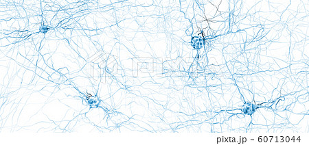 Signal transmitting neurons or nerve cells Signal transmitting neurons or nerve cells 60713044