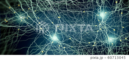 Signal transmitting neurons or nerve cells Signal transmitting neurons or nerve cells 60713045