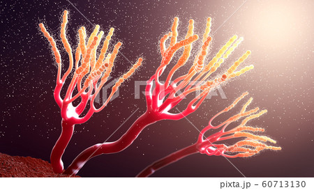 Microscopic view on growing molds or mold fungus 60713130