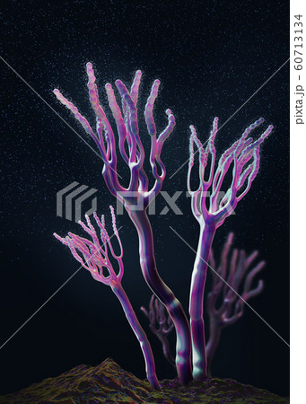 Microscopic view on growing molds or mold fungus 60713134