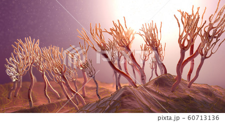 Microscopic view on growing molds or mold fungus 60713136