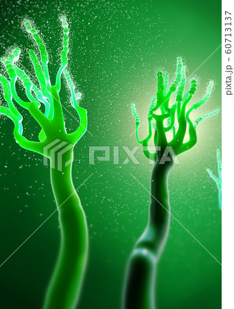 Microscopic view on growing molds or mold fungus 60713137