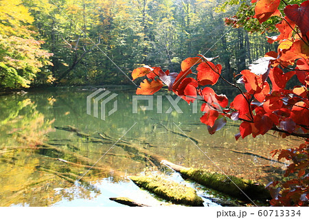 八甲田の秋　蔦七沼の景色 60713334