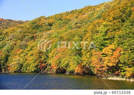 八甲田の秋 蔦七沼の景色 蔦沼 八甲田の秋 蔦七沼の景色 蔦沼 60713336