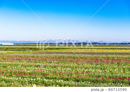 チューリップと残雪の栗駒山 60713590