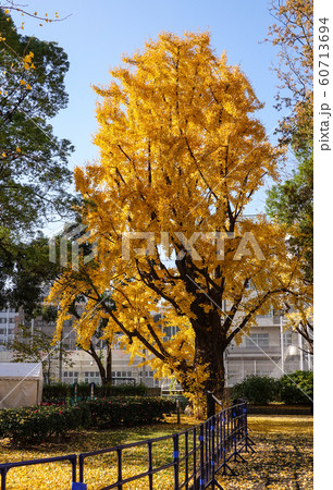 芝公園の紅葉 芝公園の紅葉 60713694