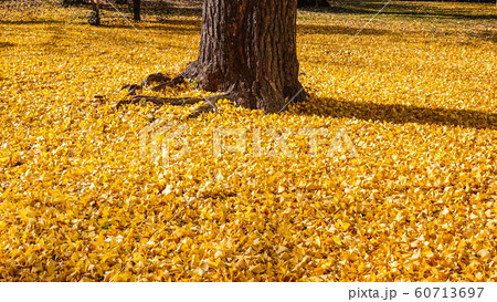 芝公園　金色の落葉 60713697