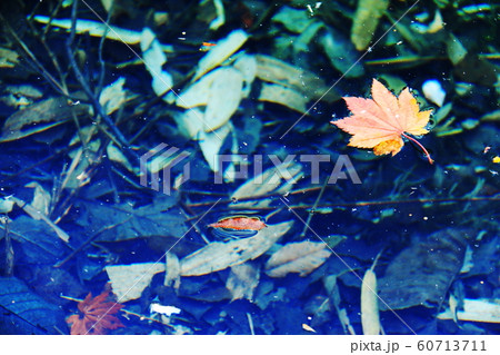 八甲田の秋　田代平湿原　龍神沼のもみじ 60713711
