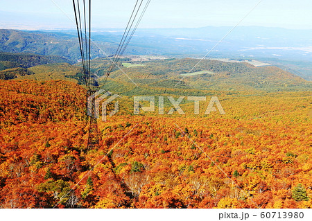 八甲田山の秋 ロープウェイと目に染みる紅葉 八甲田山の秋 ロープウェイと目に染みる紅葉 60713980