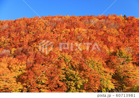 八甲田山の秋　目に染みる紅葉　 60713981