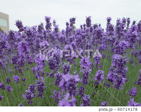 ラベンダー_アップ 60714178