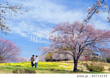 菜の花畑と桜咲く公園 菜の花畑と桜咲く公園 60714239