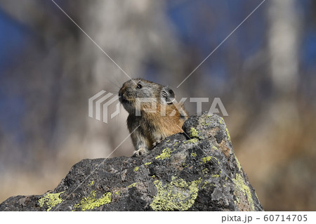 然別湖の「ナキウサギ」 然別湖の「ナキウサギ」 60714705