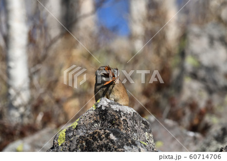然別湖の「ナキウサギ」 60714706