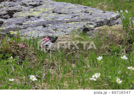 チングルマと石 60716547