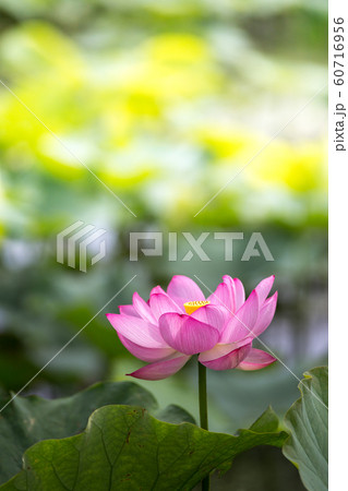 蓮の花 初夏イメージ 蓮の花 初夏イメージ 60716956