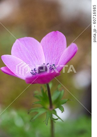 アネモネの花 アネモネの花 60716985