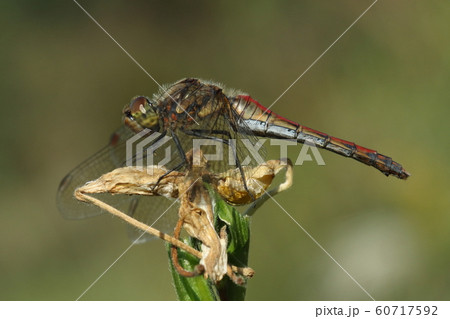 生き物　昆虫　アキアカネ、成熟したメス。背中が赤いタイプ、側面が金色に見えて美しい 60717592