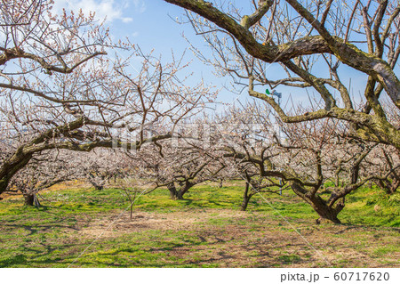 神奈川小田原の春 曽我別所梅林  神奈川小田原の春 曽我別所梅林  60717620