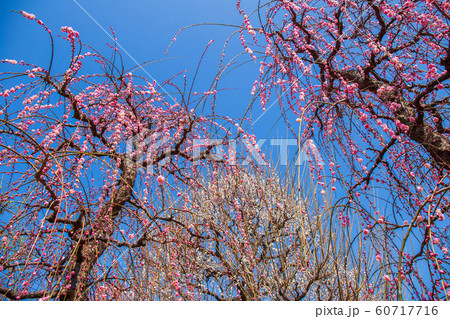 神奈川小田原の春　曽我別所梅林　しだれ梅 60717716