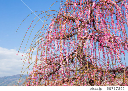 神奈川小田原の春　曽我別所梅林　しだれ梅 60717892