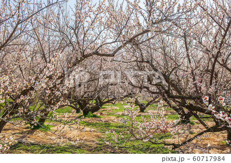 神奈川小田原の春 曽我別所梅林 神奈川小田原の春 曽我別所梅林 60717984