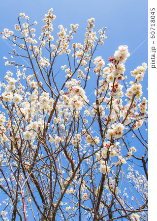 神奈川小田原の春 曽我別所梅林 神奈川小田原の春 曽我別所梅林 60718045