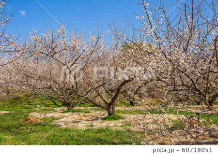神奈川小田原の春　曽我別所梅林 60718051