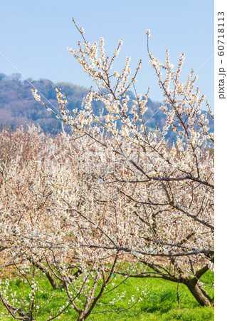 神奈川小田原の春　曽我別所梅林 60718113