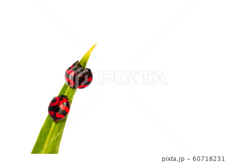 Macro shot of a red and black two ladybug climbing on green leaf.white background Macro shot of a red and black two ladybug climbing on green leaf.white background 60718231