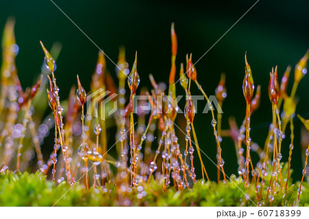 Beautiful group of moss with water drop Beautiful group of moss with water drop 60718399