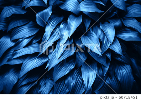 Blue leaves dynamic background Blue leaves dynamic background 60718451