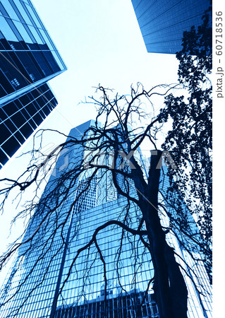 Tree in downtown 60718536