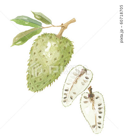 グラヴィオーラ 60718705