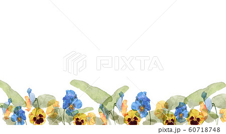パンジーとビオラ水彩画 60718748