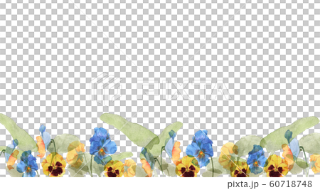 パンジーとビオラ水彩画 60718748