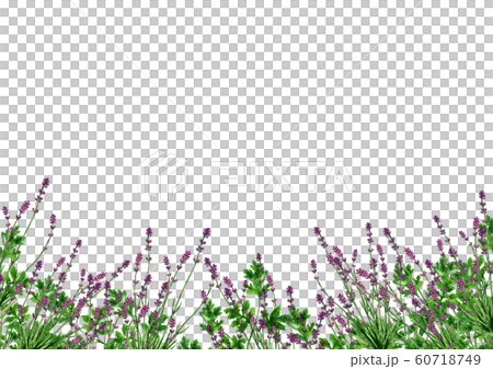 ラベンダー畑水彩画 60718749