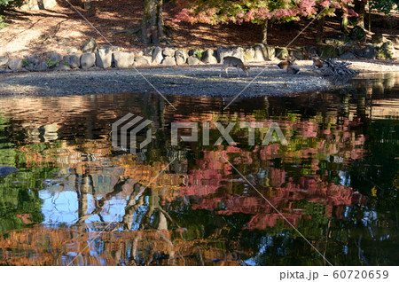 寛ぐ鹿と水面の錦秋 60720659