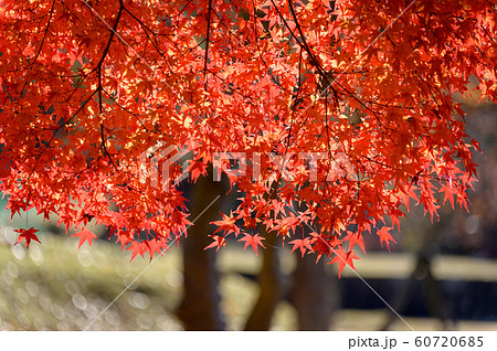 穏やかな秋晴れの紅葉 穏やかな秋晴れの紅葉 60720685