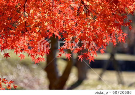 ノンビリと時間が流れる秋晴れの紅葉 60720686