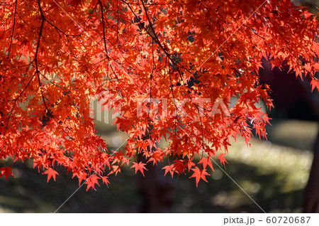 暖かな紅葉 暖かな紅葉 60720687