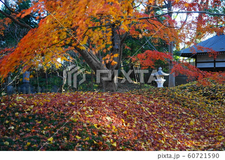 12月 世田谷134本堂龍護殿の庭園と紅葉・九品仏浄真寺 12月 世田谷134本堂龍護殿の庭園と紅葉・九品仏浄真寺 60721590