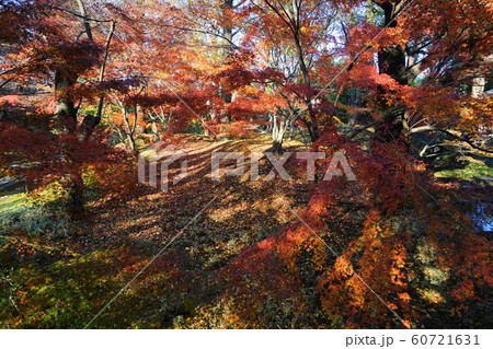 12月 世田谷93本堂龍護殿の庭園と紅葉・九品仏浄真寺 12月 世田谷93本堂龍護殿の庭園と紅葉・九品仏浄真寺 60721631