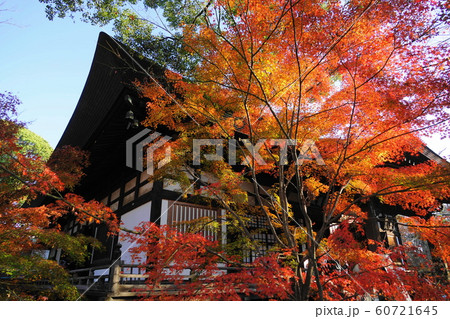 12月　世田谷79本堂龍護殿と紅葉・九品仏浄真寺 60721645